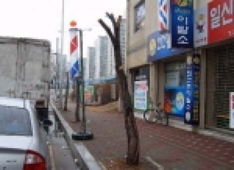 가지를 무단 전지하는 정도의 단순한 훼손이 아니라 가로수 허리 중간부분을 아예 절단하여 시민들에게 충격을 주고 있다.
