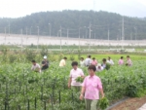 공동작업(강릉 성산면 금산2리) 