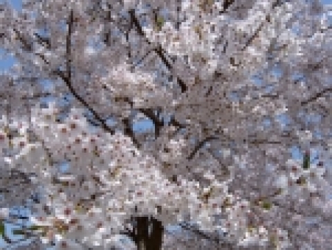 벚꽃