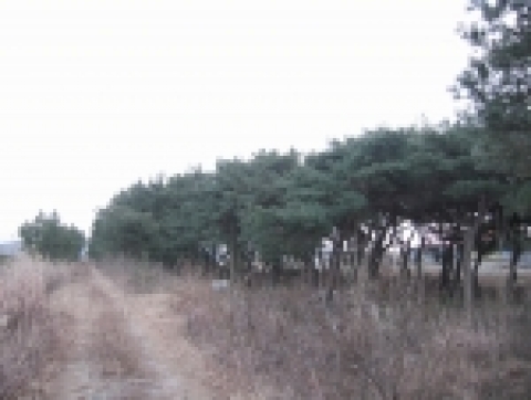 북천수 내 진입로