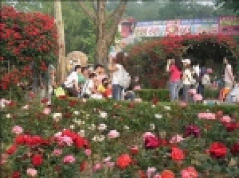 봄꽃축제 상춘인파