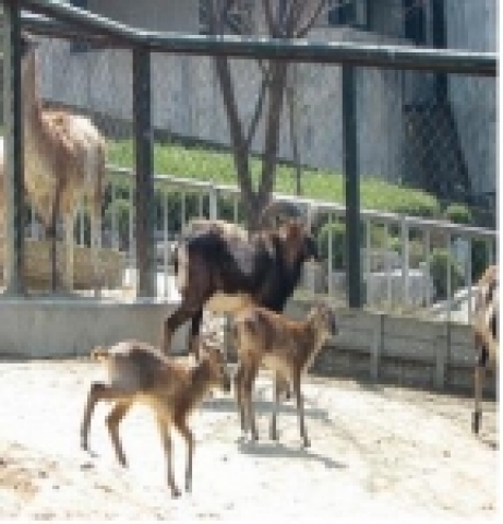 새끼무플론(2006.2.17출생)