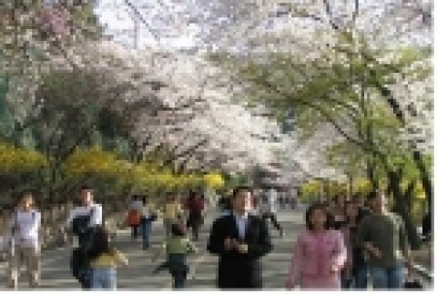 남측순환로에 벚꽃핀 모습