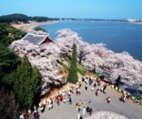 경포대 벚꽃
