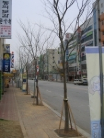 광주시 서구 쌍촌동 우미아트빌 상가앞 무단 훼손된 가로수, 가해자 벌금납부에 따라 4월 9일 교체식재 완료
