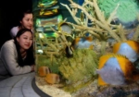 63씨월드에서는 봄을 닮은 물고기로 열대해양에서 서식하는 나비고기 18종 200여 마리를 모아서 <나비고기특별전>을 오는 5월 말까지 실시한다.