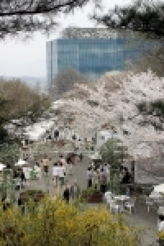 워커힐 벚꽃축제- 봄의 왈츠