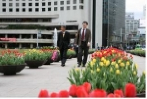 주한 네덜란드대사관 제공 튜립 7천본이 서울광장(50개)과 청계광장(30개)에 배치되었다