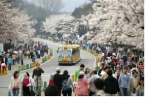 서울대공원을 둘러싸고 있는 6.5km의 왕벚꽃길이 올해의 마지막 휘날레를 장식하며 상춘객들의 마음을 유혹하고 있다. 4월 14일 경이면 최고의 절정을 이루게 될 서울대공원의 왕벚꽃