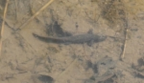 남산 도룡뇽