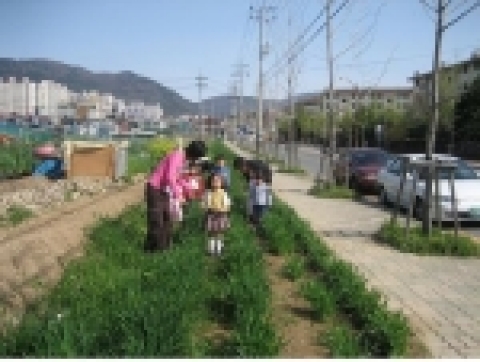 창원시 상남동에 보리밭 조성한 모습