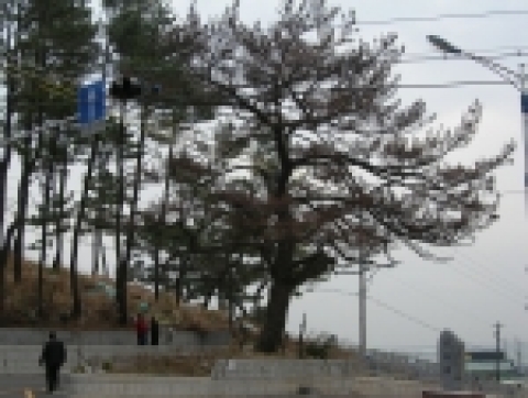 부산광역시 기장군 대변항 입구(당산목 피해)