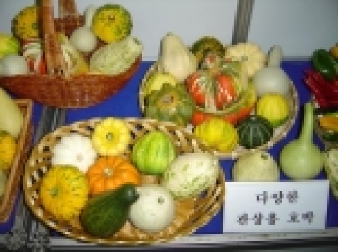 분양될 다양한 관상용 박과채소