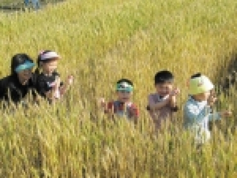 우리밀 밭속에서 아이들이 행복한 미소를 짓고 있다.