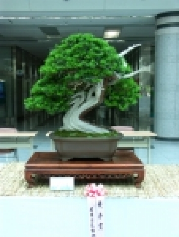 산림청(청장 서승진)에서는 국민들에게 우리 분재의 우수성을 홍보하고 분재 수요창출을 통해 재배자의 소득이 증대되는 계기를 마련하기 위하여,『제17회 한국분재대전』을 한국민속촌에서 