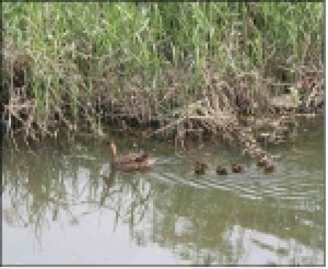 갓 태어난 청둥오리 새끼의 첫 나들이(촬영일시: 2006.5.15   촬영장소:여의도 샛강 저수로)