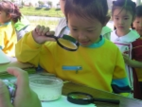 수입밀과 우리밀의 바구미실험에 돋보기를 이용해 관찰한고 있는 아이