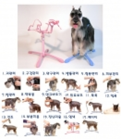 애견 관리