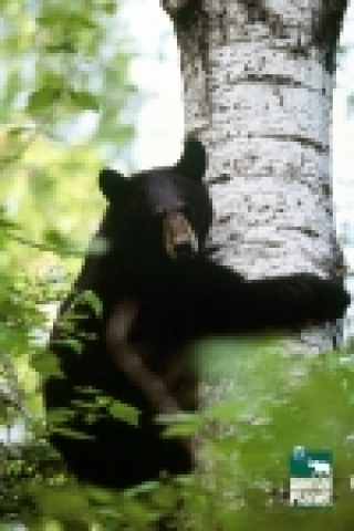 <흑곰 성장기, GROWING UP BLACK BEAR >이미지 