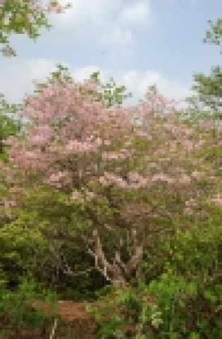 국내 최고령 철쭉(550년) 사진(2006.5.24일 현지 촬영)