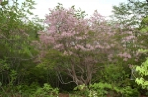 국내 최고령 철쭉(550년) 사진(2006.5.24일 현지 촬영)