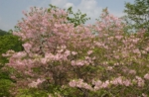 국내 최고령 철쭉(550년) 사진(2006.5.24일 현지 촬영)