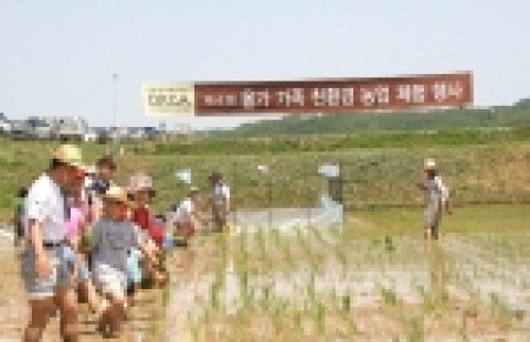 '올가 친환경 모내기 체험행사'에 참여한 고객들이 각 가족별로 모내기를 하고 있다.