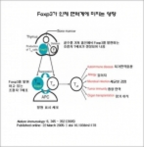 Fox3가 인체 면역계에 미치는 영향. Foxp3를 발현하는 조절자 T세포는 다양한 면역반응을 제어하는 기능을 수행하며 이에 문제가 생겼을 경우 (유전적 돌연변이 등)다양한 종류의 면역 질환이 발생하게 된다.