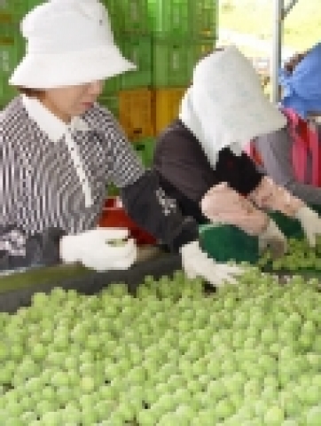 전남 해남군 산이면 예정리에 위치한 전국 최대 규모의 보해 매원이 이달부터 본격적인 청매실 수확에 들어갔다.
