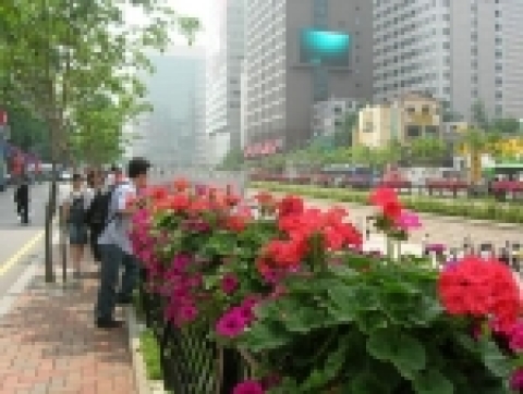 청계천 가로휀스 걸이화분 현황