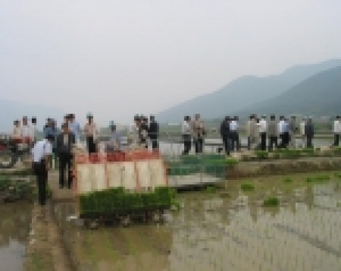 벼 기계이앙 작업
