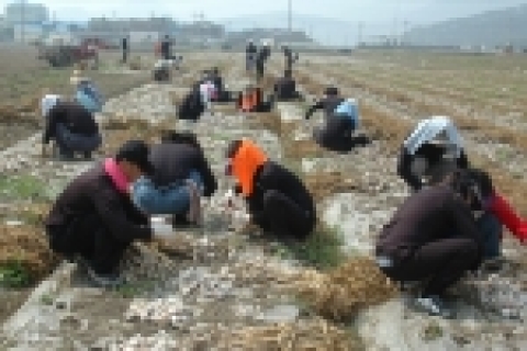 국립 경상대학교공무원직장협의회 사회봉사단(위원장 하중곤)은 현충일 휴일이던 6월 6일 오전 9시부터 오후 5시까지 남해군 남해읍 차산리 박경옥 씨의 논 600여 평에서 마늘수확 농