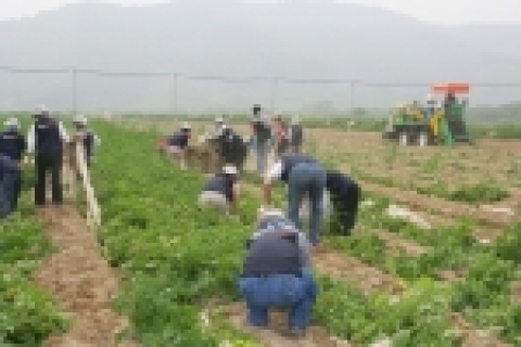 경남은행 봉사단원들이 창원시 북면 신천리에서 감자 수확 농촌봉사활동을 펼치고 있다.