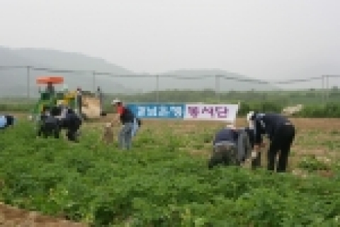 경남은행 봉사단원들이 창원시 북면 신천리에서 감자 수확 농촌봉사활동을 펼치고 있다.