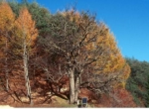 천연기념물 제408호 울진 쌍전리의 산돌배나무