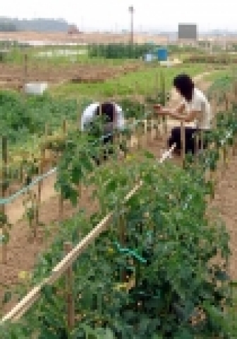 화순병원은 2005년에 이어 2006년도에도 병원 부지내 유휴지를 이용해 주말농장의 문을 열어 인기몰이를 하고 있다.