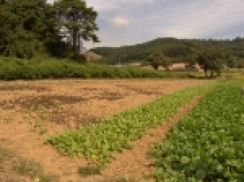 백곡리사지 전경