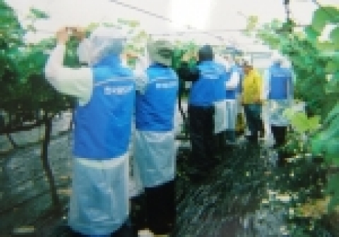 한국철도공사 고양고속철도차량관리단 직원 10여명이 김포시 좌면마을을 방문, 포도나무 순자르기 작업을 돕는 봉사활동을 펼쳤다.
