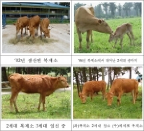 ‘02년 생산된 복제소’/04년 복제소에서 태어난 2세대 송아지2세대 복제소/ 3세대 임신중/(좌)복제소 2세대 암소 (우)체세포 복제소