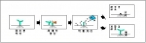 제초제 저항성 잡초 조기진단 기술