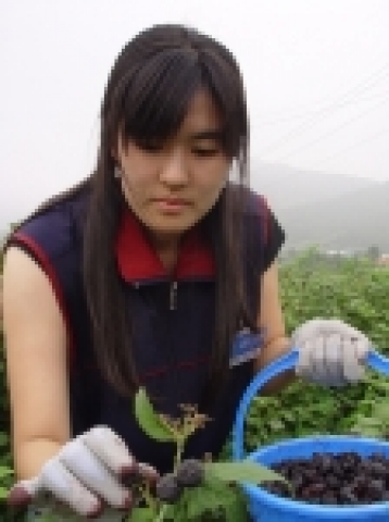 복분자 수확철을 맞아 보해양조(대표이사 임건우) 인턴사원 체험활동 참가자들이 전남 장성군 북이면에 위치한 복분자 재배농가에서 복분자를 따고 있다.