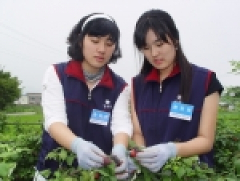 복분자 수확철을 맞아 보해양조(대표이사 임건우) 인턴사원 체험활동 참가자들이 전남 장성군 북이면에 위치한 복분자 재배농가에서 복분자를 따고 있다.