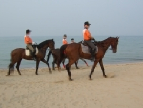 119기마순찰대