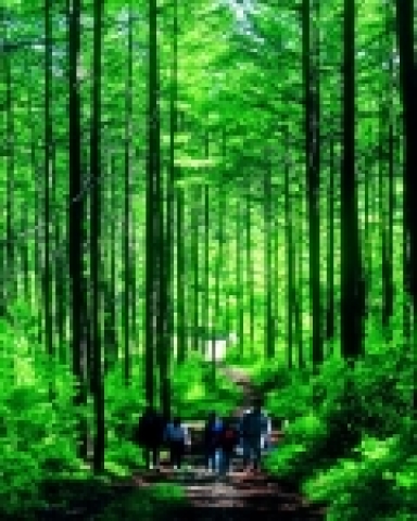 산림피서 사진