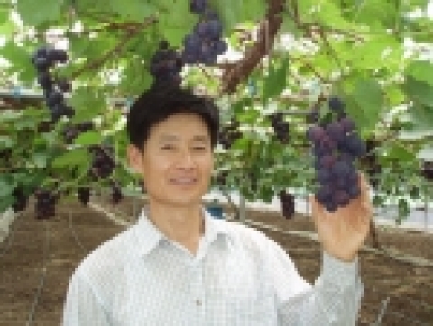 ‘유기농 포도’를 생산해 고소득을 올리고 있는 전남의 이옥신 氏