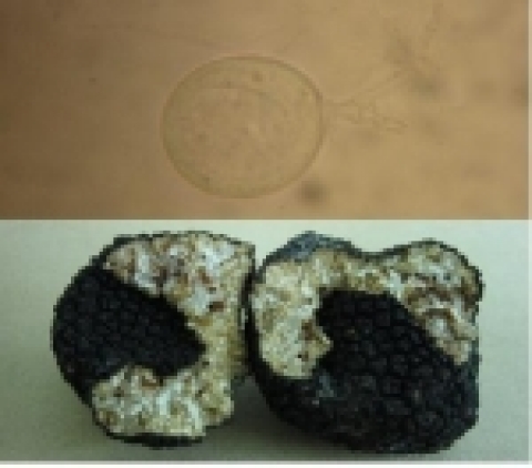 하나바이오텍에서 연구중인 Perigord black truffle과 발아중인 포자의 현미경 사진