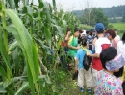 농가에서 직접 내손으로 고추따기와 옥수수 따기체험으로 수확하는 즐거움과 아이들에게 현장교육도 할 수 있는 이색 체험으로 직접 딴 고추와 옥수수도 가져갈 수 있다