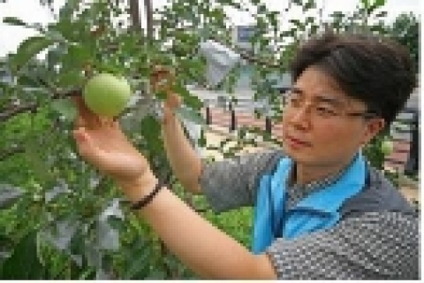 청계천 하류 구간인 고산자교에서 신답철교 양안 제방 위에 심어진 116그루의 사과나무들을 살펴보고있는 모습