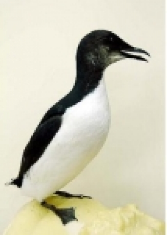 큰부리바다오리 - ‘06. 2월 동해안 고성에서 발견한 사체로 만든 표본을 촬영한 사진임