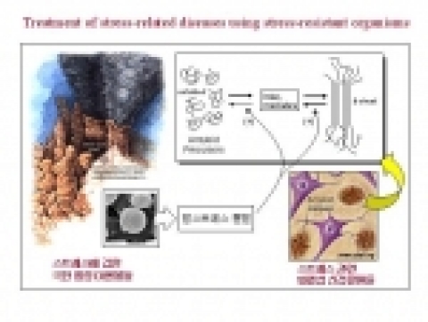 항스트레스 물질 사용 스테레스 관련 질환 치료.
섭씨 100도 이상의 극한환경에서도 잘 성장하는 미생물들로부터 추출한 항스트레스 물질들이 치매 등 스트레스 관련 퇴행성 신경질환들